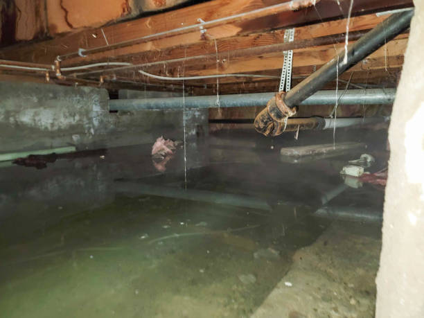 Best Professional water damage repair  in Fernley, NV